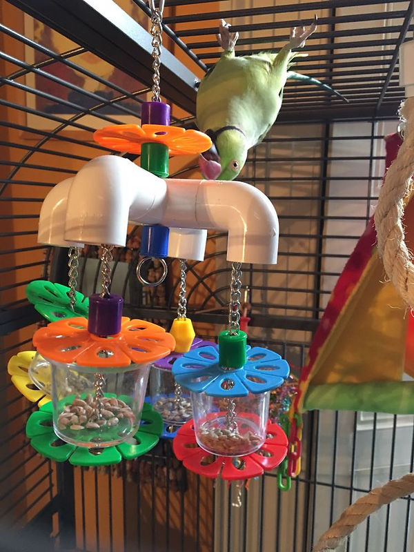 Picture of Enrichment | Parrot Awareness Wee